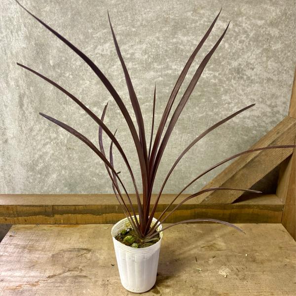 コルジリネ　アウストラリス　レッドスター