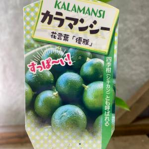果樹 カラマンシー(四季柑)の詳細画像1