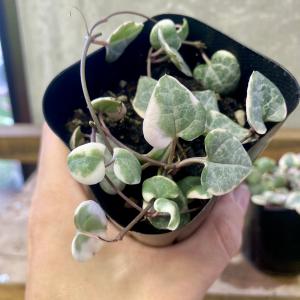 多肉植物 観葉植物 セロべキア ハートカズラ ...の詳細画像1