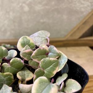 多肉植物 観葉植物 セロべキア ハートカズラ ...の詳細画像2