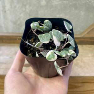 多肉植物 観葉植物 セロべキア ハートカズラ ...の詳細画像3