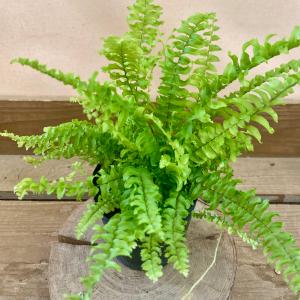 花苗 観葉植物：グレビレア スプレンダー*オージープランツ Grevillea