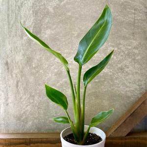 観葉植物 ストレチア オーガスタの詳細画像1