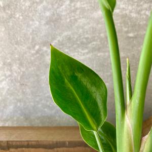 観葉植物 ストレチア オーガスタの詳細画像2