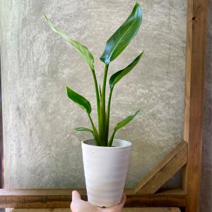観葉植物 ストレチア オーガスタの詳細画像3