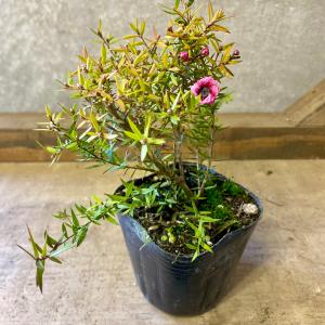 庭木 植木 苗木 ギョリュウバイ 茜むすびの商品画像