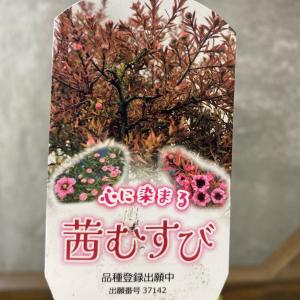 庭木 植木 苗木 ギョリュウバイ 茜むすびの詳細画像1