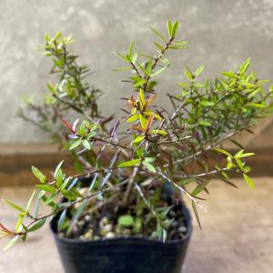 庭木 植木 苗木 ギョリュウバイ 茜むすびの詳細画像5