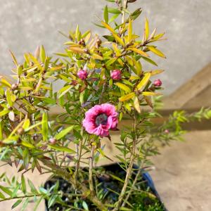 庭木 植木 苗木 ギョリュウバイ 茜むすびの詳細画像2