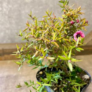 庭木 植木 苗木 ギョリュウバイ 茜むすびの詳細画像4