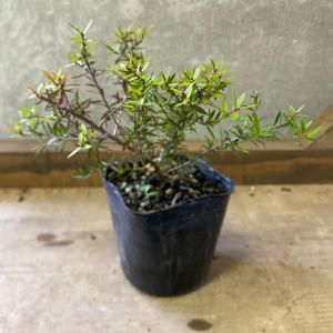 庭木 植木 苗木 ギョリュウバイ 茜むすびの詳細画像3