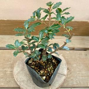 苗：斑入りひいらぎ 五色ひいらぎ*ヒイラギ 柊 : 遊恵盆栽 Yahoo!店