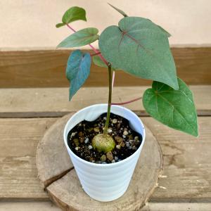 観葉植物　フィカス　ペティオラリス