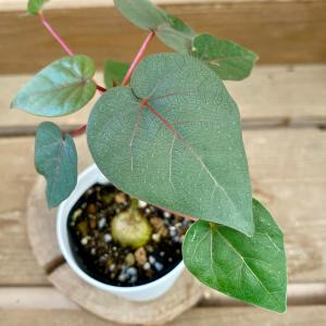 観葉植物 フィカス ペティオラリスの詳細画像1