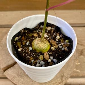 観葉植物 フィカス ペティオラリスの詳細画像3