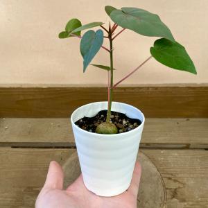 観葉植物 フィカス ペティオラリスの詳細画像5