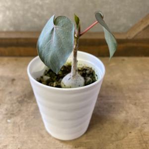 観葉植物 フィカス ペティオラリスの詳細画像2
