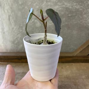 観葉植物 フィカス ペティオラリスの詳細画像4