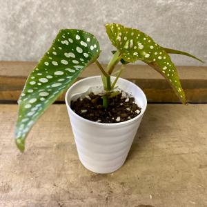 観葉植物　木立性ベゴニア　ホワイトアイス