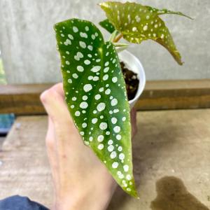 観葉植物 木立性ベゴニア ホワイトアイスの詳細画像1