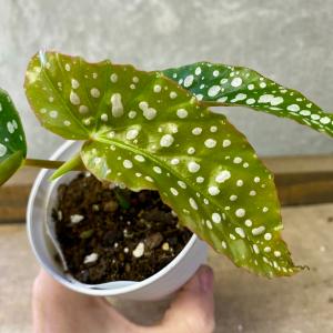 観葉植物 木立性ベゴニア ホワイトアイスの詳細画像2