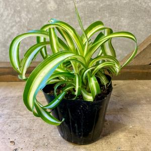 観葉植物　オリヅルラン　ボニー