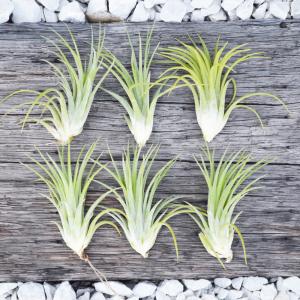 エアープランツ 種類の商品一覧 通販 Yahoo ショッピング