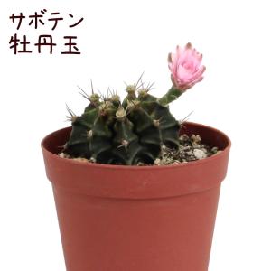 マミラリア・満月【観葉植物 サボテン 多肉植物 インテリア グリーン