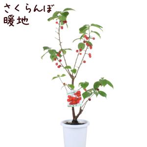 さくらんぼ 暖地 5号【桜桃 果樹苗木 チェリー...の商品画像
