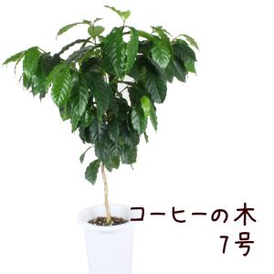 観葉植物 おしゃれ 室内 育てやすい プレゼント 観葉植物
