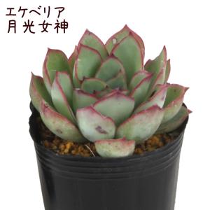 エケベリア・月光女神 2.5号 ポット【観葉植物 かわいい 卓上 デスク おしゃれ インテリア グリーン ギフト プレゼント 小さい ミニ 苗】｜plantsfululu