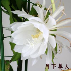 サボテン 月下美人 花ギフト用途 開店祝い の商品一覧 通販 Yahoo ショッピング