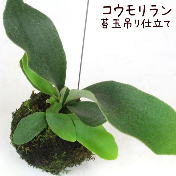 コウモリラン 苔玉【ビカクシダ 観葉植物 シダ植物 インテリア グリーン 室内 吊り下げ 吊り玉仕立...