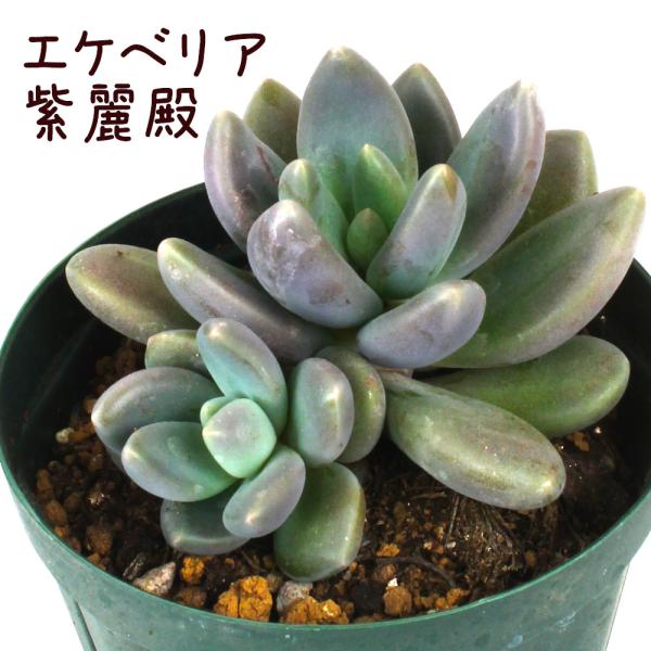 エケベリア・紫麗殿 2.5号【観葉植物 かわいい 卓上 デスク おしゃれ インテリア グリーン ギフ...