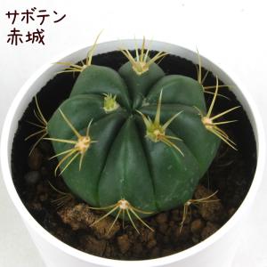 サボテン：マミラリア とげなしブカレンシス エルサム錦*幅8.5cm