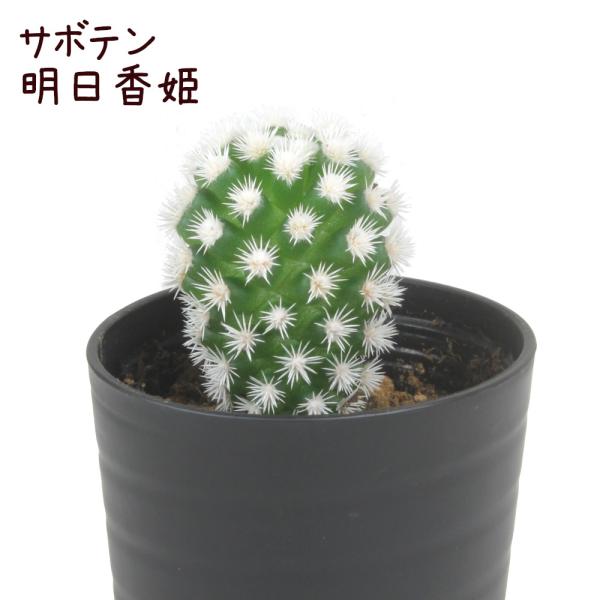 サボテン・明日香姫【アスカヒメ マミラリア・グラシリス 観葉植物 サボテン 多肉植物 インテリア グ...