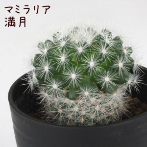 マミラリア・満月【観葉植物 サボテン 多肉植物 インテリア グリーン 卓上 デスク テーブル おしゃれ かわいい 新生活 ギフト 誕生日 ベランダ 】｜plantsfululu