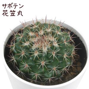 サボテン・花笠丸【観葉植物 サボテン 多肉植物 インテリア グリーン 卓上 デスク テーブル おしゃれ かわいい 新生活 ギフト 誕生日 ベランダ 】｜plantsfululu