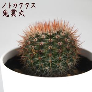 ノトカクタス・鬼雲丸【観葉植物 サボテン 多肉植物 インテリア グリーン 卓上 デスク テーブル おしゃれ かわいい 新生活 ギフト 誕生日 ベラン】｜plantsfululu