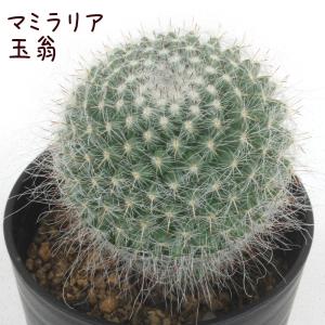 NEIGHBORHOOD（ネイバーフッド） x 窯元つかもと 22SS SRL.SAW/CE-POT