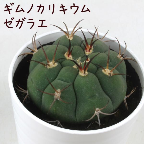 ギムノカリキウム・ゼガラエ【観葉植物 サボテン 多肉植物 インテリア グリーン 卓上 デスク テーブ...