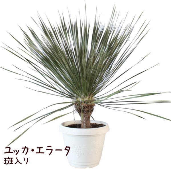 ユッカ・エラータ 13号【観葉植物 大型 おしゃれ 珍しい レア品種 希少 地植え 鉢植え シンボル...