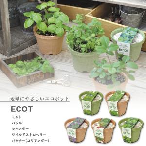 聖新陶芸 GD-846 ソダテマス 盆栽栽培セット 3種類から選べます : もの