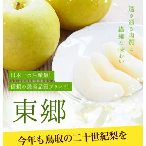 二十世紀梨 20世紀梨 鳥取県 東郷 赤秀 5...の詳細画像1