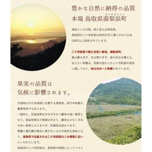 二十世紀梨 20世紀梨 鳥取県 東郷 赤秀 5...の詳細画像4