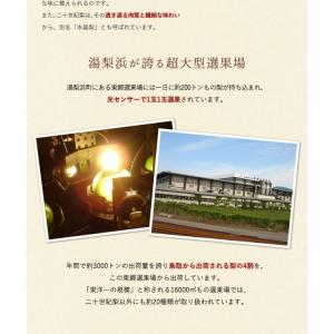 二十世紀梨 20世紀梨 鳥取県 東郷 赤秀 5...の詳細画像5