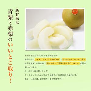梨 新甘泉 しんかんせん 鳥取県 東郷 秀品 ...の詳細画像2