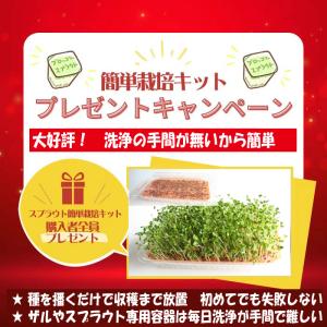 【 簡単栽培キット付き 】ブロッコリースプラウ...の詳細画像1