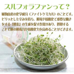 【 簡単栽培キット付き 】ブロッコリースプラウ...の詳細画像3