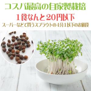 ブロッコリースプラウト 種子 500ml (種...の詳細画像2
